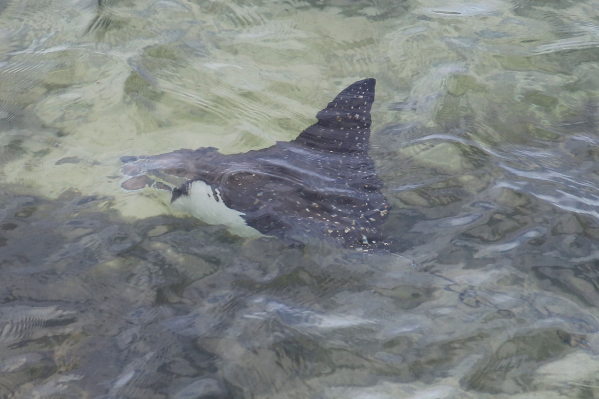 Eagle Ray, Skipjack Point, Francois Peron NP