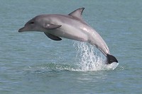 Indo-Pacific Bottlenose Dolphin, Monkey Mia