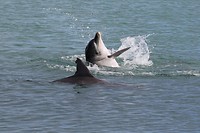 Indo-Pacific Bottlenose Dolphin, Monkey Mia (2)