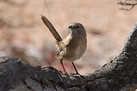 Western Grasswren, Monkey Mia