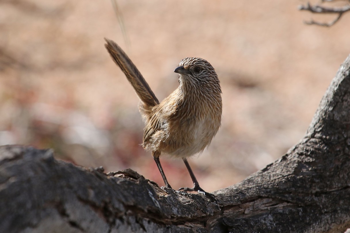 Western Grasswren, Monkey Mia