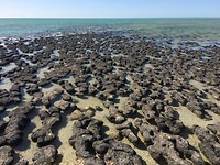 Stromatolieten, Hamelin Pool