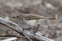 Inland Thornbill, Kalbarri NP