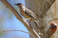 Red Wattlebird, Kalbarri