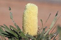 Banksia, Kalbarri NP