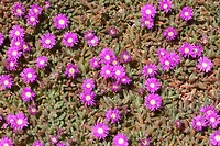 Bloemen, Kalbarri NP