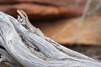 Hagedis, Kalbarri NP