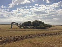 Leaning Tree, Greenough