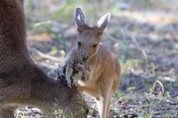 Western Grey Kangaroo, Yanchep NP