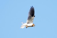 Black-shouldered Kite, Lesuer NP