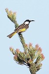 White-cheeked Honeyeater, Lesuer NP