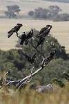 Carnaby's Black Cockatoos, Lesuer NP