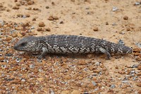 Bobtail, Lesuer NP