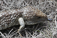 Bobtail, Nambung NP