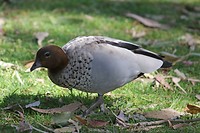 Australian Wood Duck, Yanchep NP
