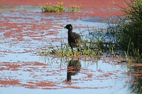 Jonge purperkoet, Yanchep NP