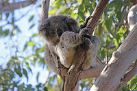 Koala, Yanchep NP