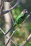 Australian Ringneck, Yanchep NP