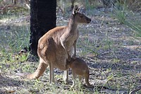 Western Grey Kangaroo met jong, Yanchep NP (1)