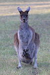 Western Grey Kangaroo met jong, Yanchep NP (2)