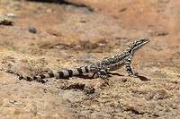 Ornate Crevice Dragon, the Humps, Hyden