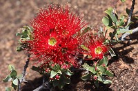Granite Kunzea, The Humps, Hyden