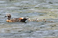 Australian Shelduck met jongen, onderweg naar Stirling Range