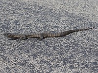 Rosenberg's Monitor, onderweg naar Stirling Range