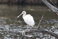 Yellow-billed Spoonbill, Northam