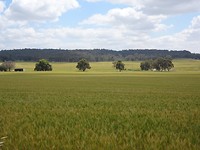The Wheatbelt, York