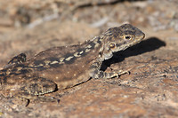 Hagedis, Hyden Rock, Hyden