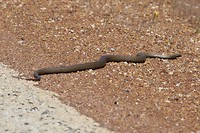 Dugite, Hyden