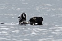 Musk Duck, Lake Seppings, Albany
