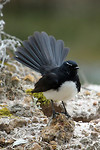 Willie Wagtail, Stirling Range Eco Retreat