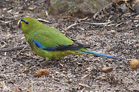 Elegant Parrot, Stirling Range Eco Retreat