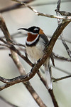 Western Spinebill, Stirling Range NP