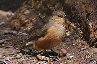 Rufous Treecreeper, Porongurup NP