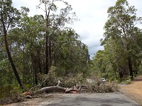 Boom op de weg! Porongurup NP