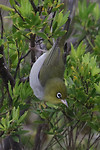 Silvereye, Middelton Beach, Albany