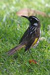 New Holland Honeyeater, Middleton Beach, Albany