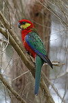 Western Rosella, Lake Seppings, Albany