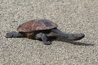 Long-necked Turtle, Lower Denmark Road