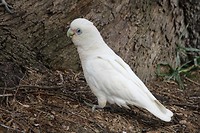 Western Corella, Denmark