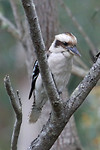 Laughing Kookabura, Denmark Wetlands
