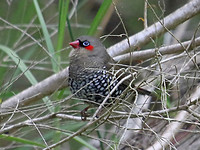 Red-eared Firetail, Denmark Wetlands