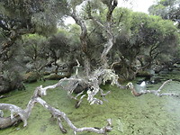 Paperbark, Denmark Wetlands