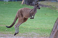 Western Grey Kangaroo, Cheynes Beach
