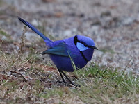 Splendid Fairy-wren, Cheynes Beach