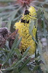 Honeypossum, Cheynes Beach