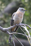 Fan-tailed Cuckoo, Cheynes Beach